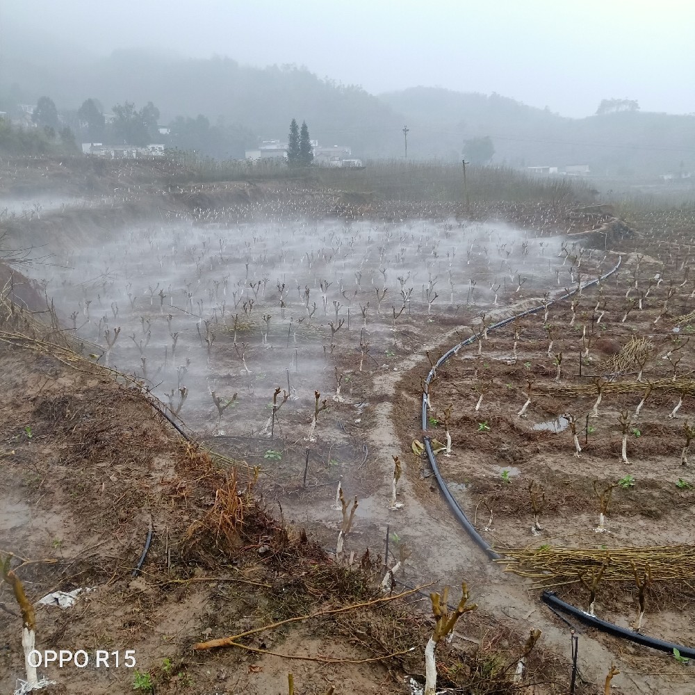 大河蠶桑園二號項目