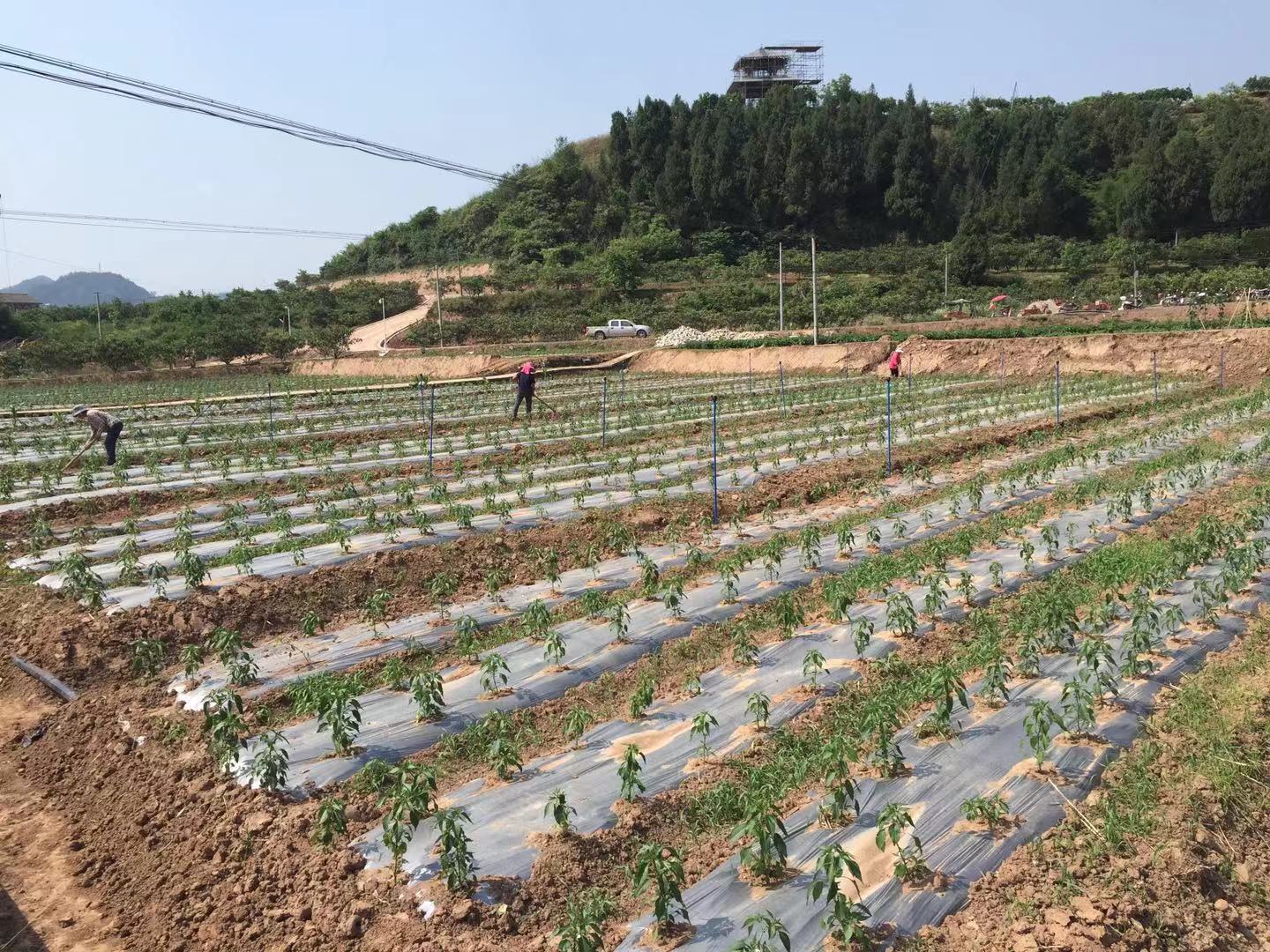 微信圖片_20200117114647.jpg 微信圖片_20200117114647.jpg