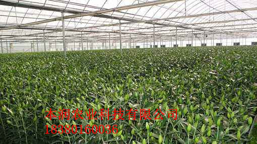 綿陽美真百合花基地噴灌項目