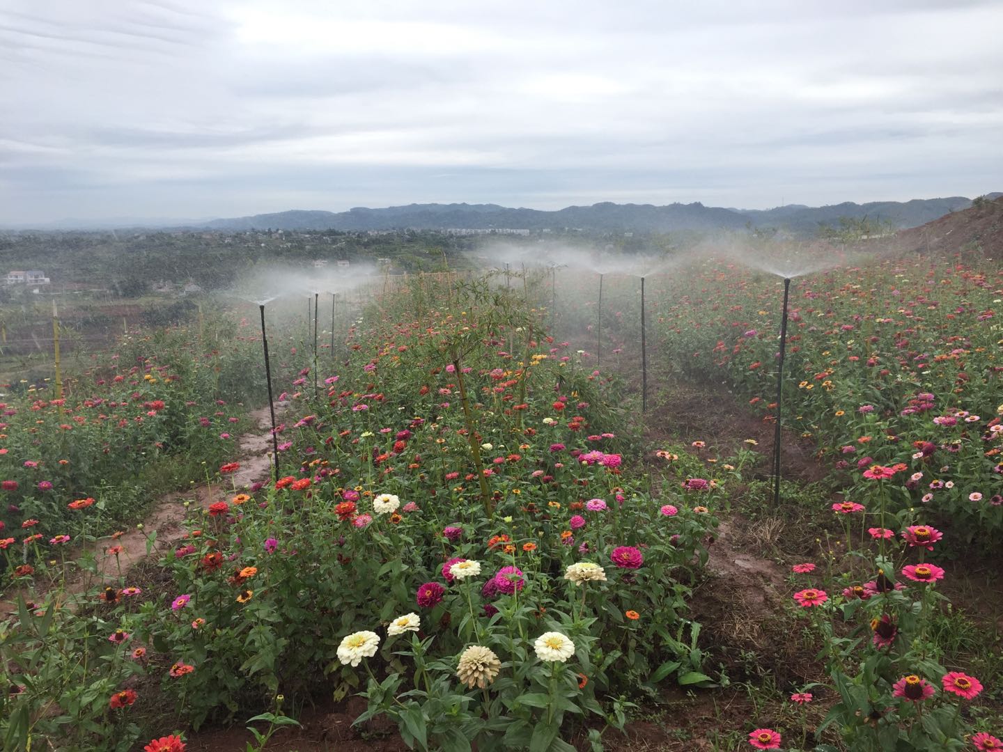 微信圖片_20200117114505.jpg 微信圖片_20200117114505.jpg