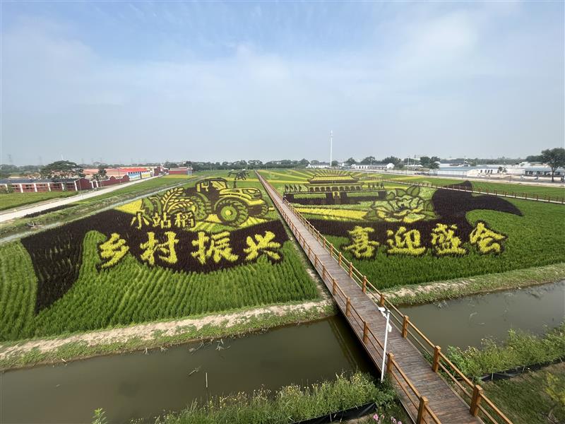 天津市多措并舉推進小站稻綠色高質高效發展
