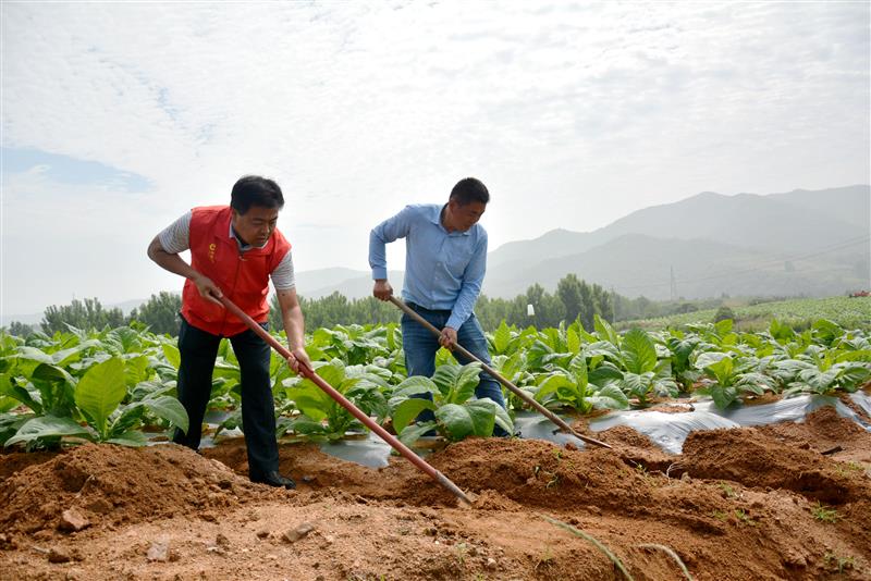 寺頭煙站站長馬強(左)與劉金國在煙田開挖排水溝。