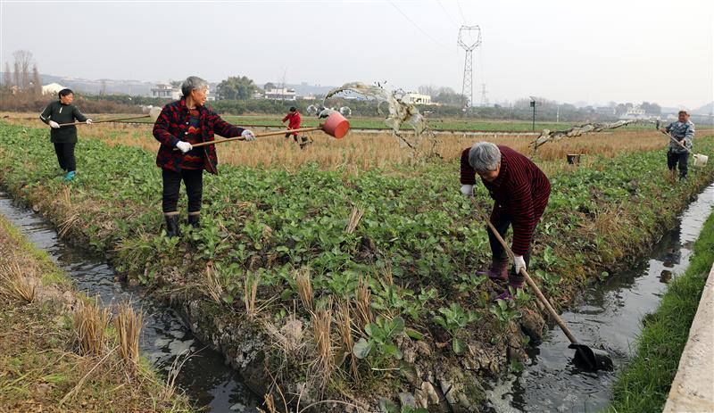 四川丹棱：人勤春早備耕忙 多措并舉來護航