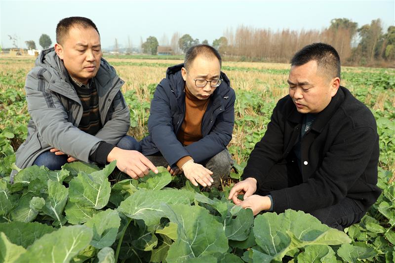 丹棱縣農(nóng)業(yè)專家正在對(duì)農(nóng)業(yè)生產(chǎn)中的問題進(jìn)行解答和技術(shù)指導(dǎo)。